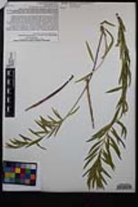 Chilopsis linearis image