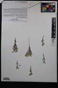 Johnstonella angustifolia image