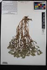 Cryptantha maritima image
