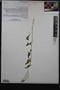Sisymbrium irio image