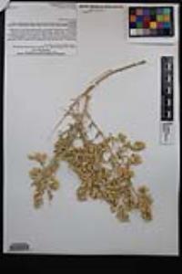 Atriplex canescens var. linearis image