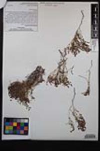 Euphorbia polycarpa image