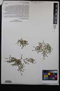 Euphorbia polycarpa image