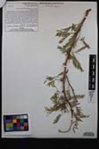 Prosopis glandulosa image