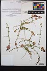 Scutellaria mexicana image