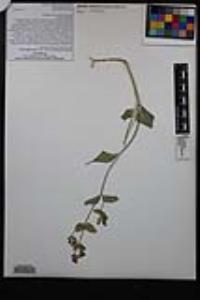 Mirabilis laevis var. retrorsa image