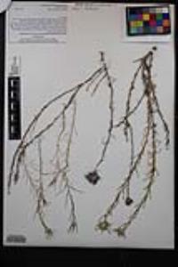Eriastrum densifolium subsp. densifolium image
