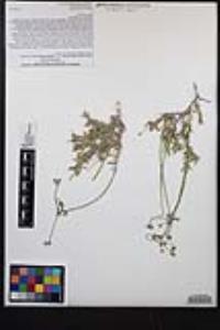 Eriogonum fasciculatum var. polifolium image