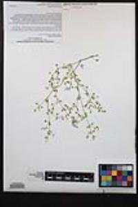 Fagonia laevis image
