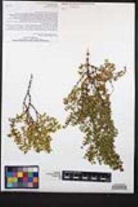 Larrea tridentata image