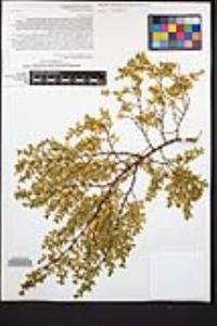 Larrea tridentata image