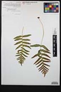 Polypodium californicum image