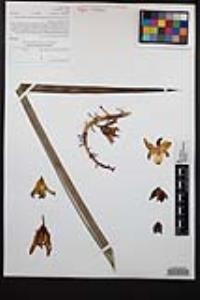 Hesperoyucca whipplei image