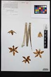 Hesperoyucca whipplei image