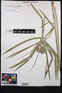 Cyperus involucratus image