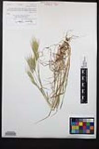 Bromus rubens image