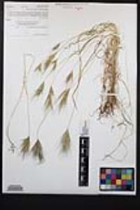 Bromus rubens image