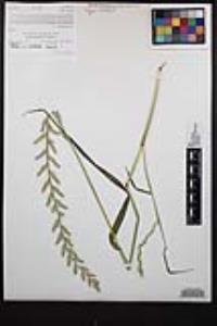 Festuca perennis image