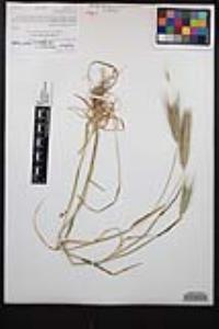 Hordeum murinum subsp. glaucum image