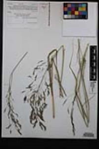 Stipa miliacea var. miliacea image