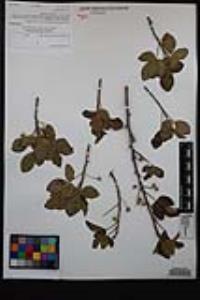 Toxicodendron diversilobum image