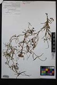 Funastrum heterophyllum image