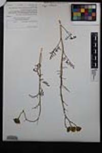 Chaenactis artemisiifolia image