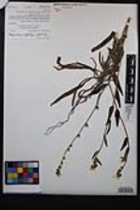 Amsinckia intermedia image