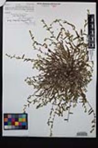 Plagiobothrys canescens image