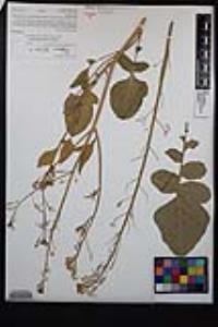 Raphanus raphanistrum image