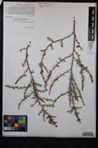 Salsola tragus image