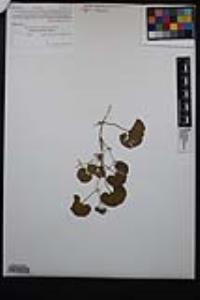 Dichondra occidentalis image