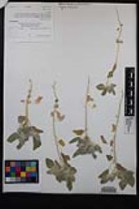 Croton setiger image