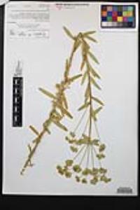 Euphorbia virgata image