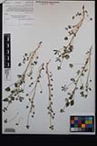 Lupinus bicolor image