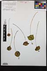 Claytonia perfoliata image