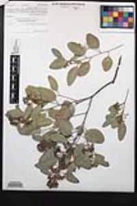 Eucalyptus polyanthemos image