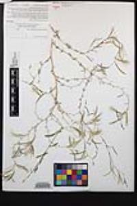Epilobium brachycarpum image
