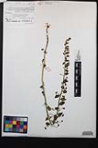 Sairocarpus pusillus image
