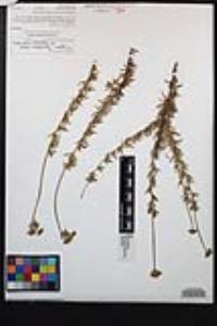 Eriogonum fasciculatum var. foliolosum image