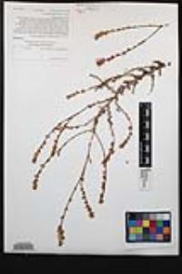 Eriogonum wrightii image