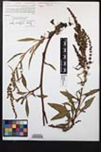Rumex californicus image