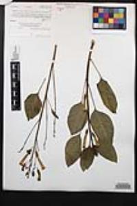 Nicotiana glauca image