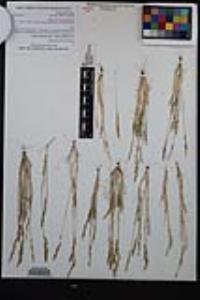 Vulpia octoflora var. octoflora image