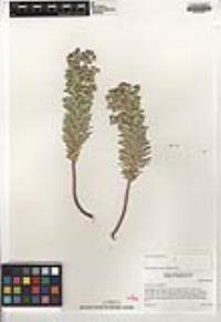 Euphorbia segetalis image