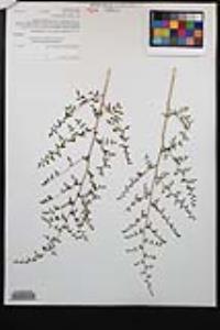 Pellaea andromedifolia var. andromedifolia image
