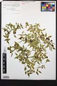 Asparagus asparagoides image