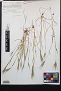 Bromus rubens image