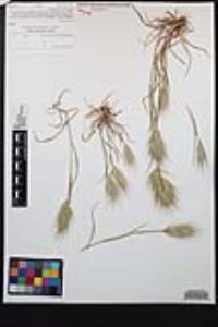 Bromus rubens image