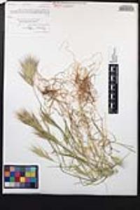 Bromus rubens image